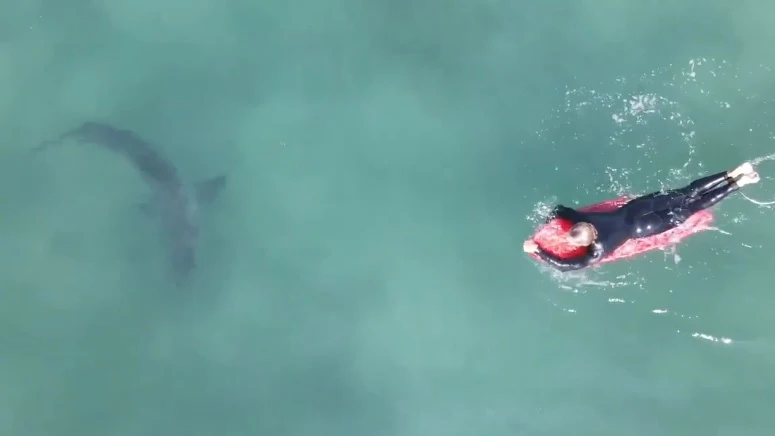 Un fotógrafo capta a varios tiburones blancos nadando entre surfistas en una playa de California Un fotógrafo capta a varios tiburones blancos nadando entre surfistas en una playa de California