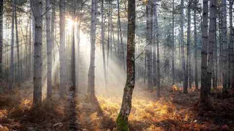 Más de 100 países se comprometen a frenar la deforestación Más de 100 países se comprometen a frenar la deforestación