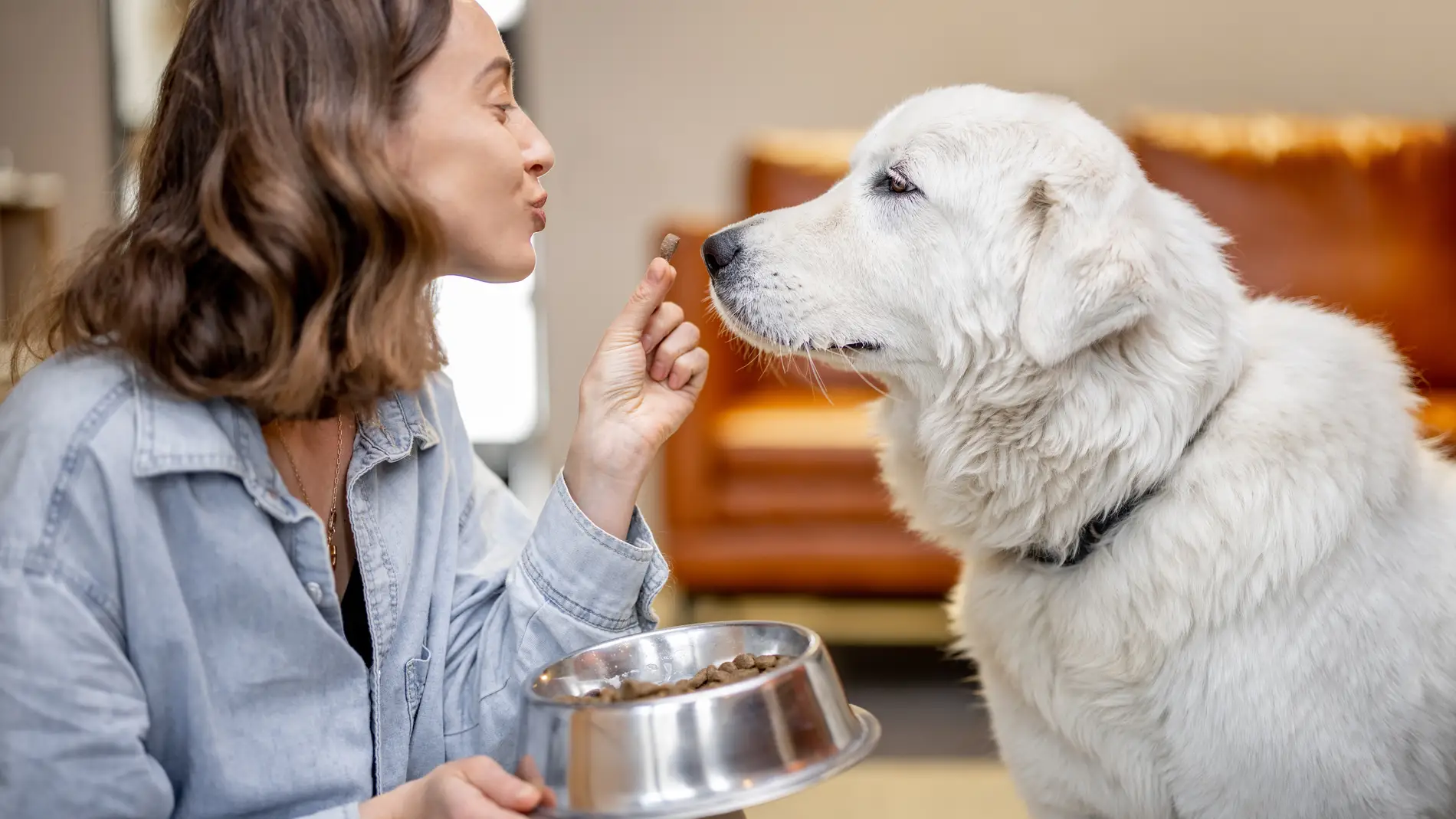 Comida para perros