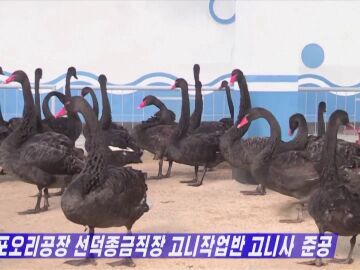 Cisnes negros Corea del Norte