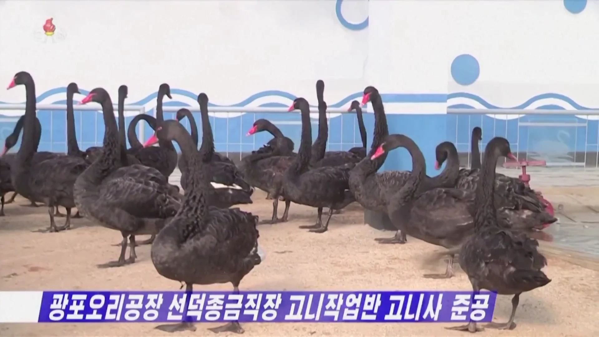 Cisnes negros Corea del Norte