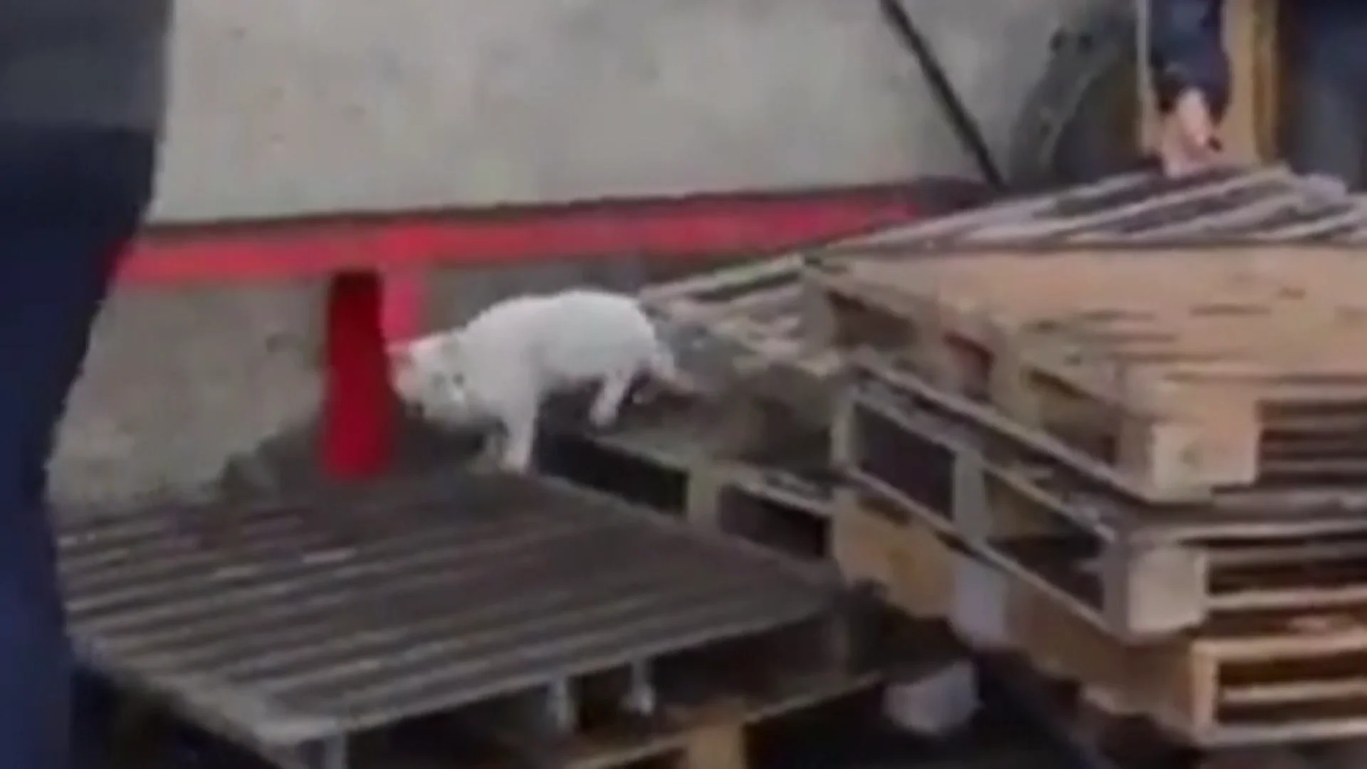 Gato Gato