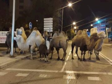 Ocho camellos y una llama se pasean por Carabanchel tras escaparse del circo