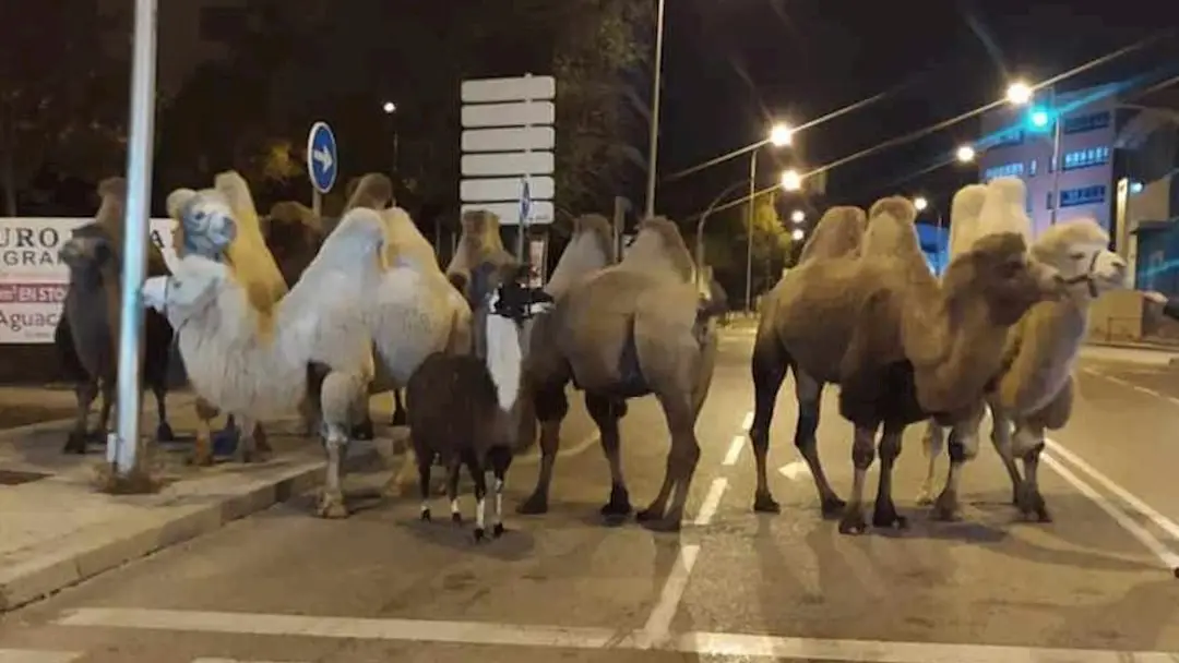 Ocho camellos y una llama se pasean por Carabanchel tras escaparse del circo