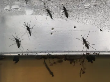 Preocupación en Nueva Delhi por la ola de casos de dengue Preocupación en Nueva Delhi por la ola de casos de dengue
