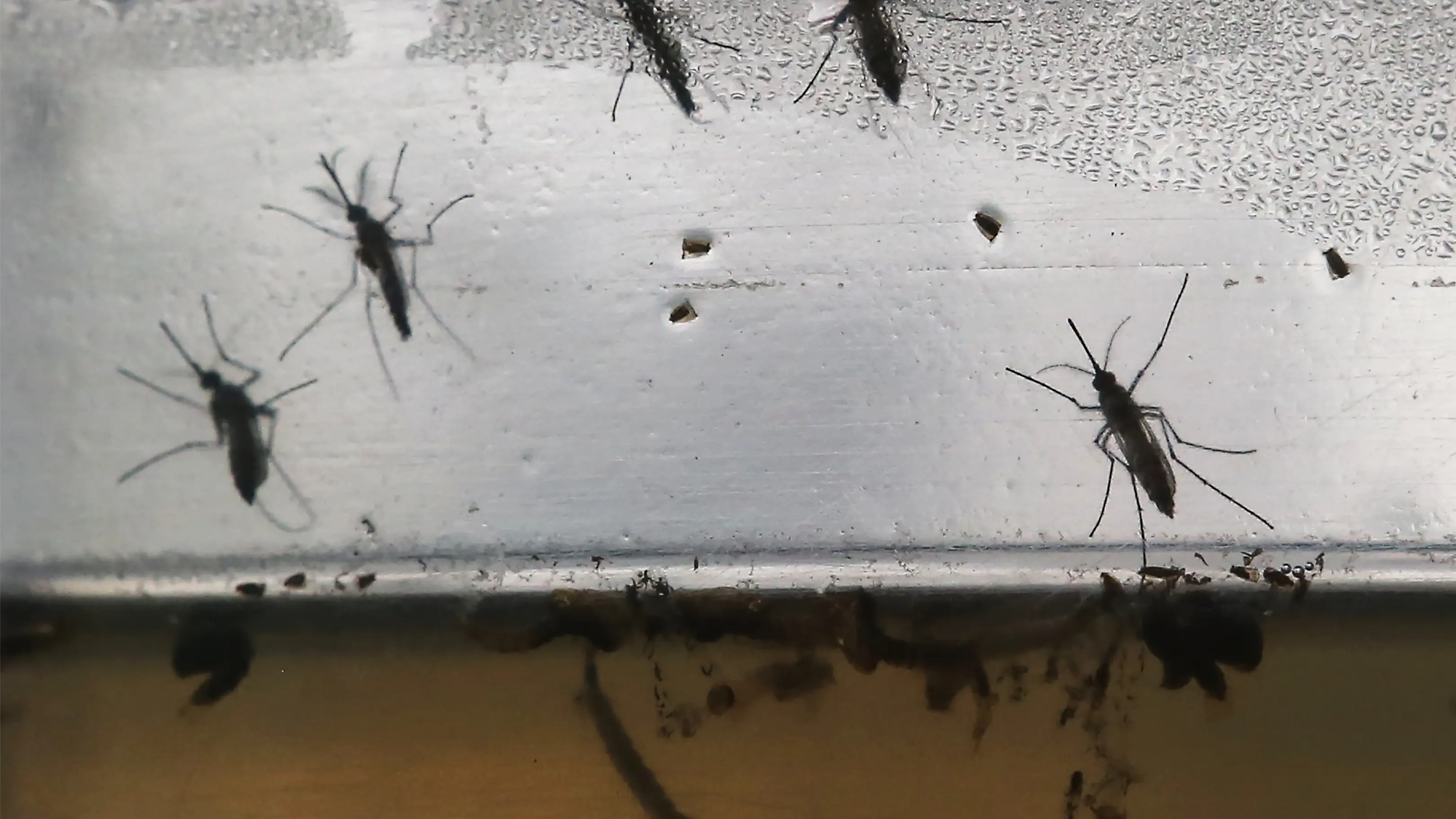 Preocupación en Nueva Delhi por la ola de casos de dengue Preocupación en Nueva Delhi por la ola de casos de dengue