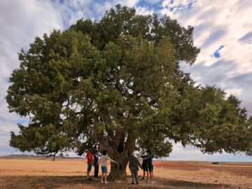 Ya están aquí los 11 árboles españoles candidatos a Árbol Europeo del año
