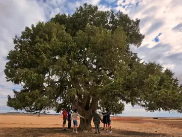 Ya están aquí los 11 árboles españoles candidatos a Árbol Europeo del año Ya están aquí los 11 árboles españoles candidatos a Árbol Europeo del año