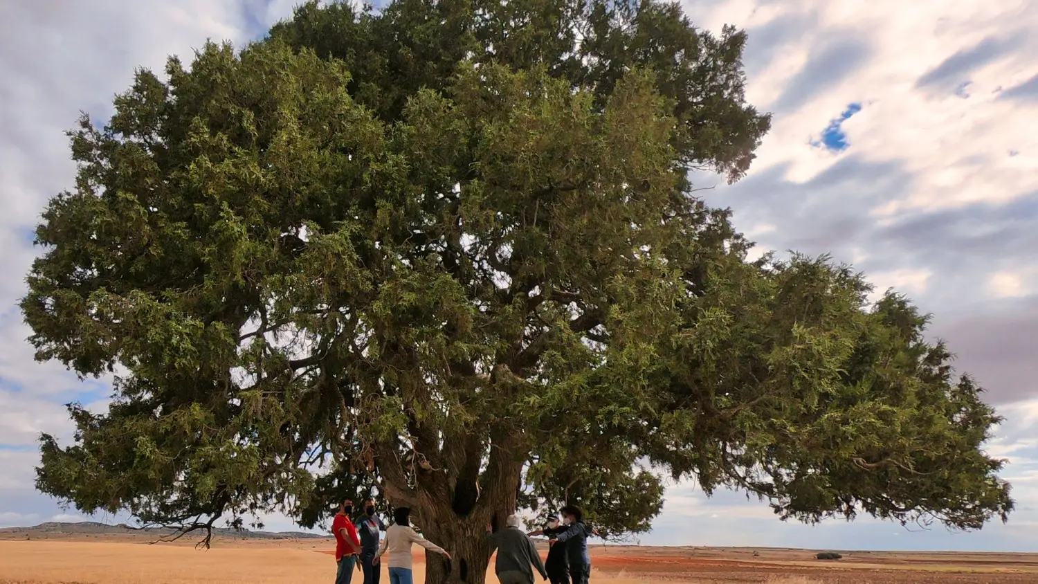 Ya est&aacute;n aqu&iacute; los 11 &aacute;rboles espa&ntilde;oles candidatos a &Aacute;rbol Europeo del a&ntilde;o