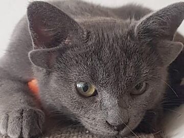 Midas, el gato con cuatro orejas que triunfa en Instagram