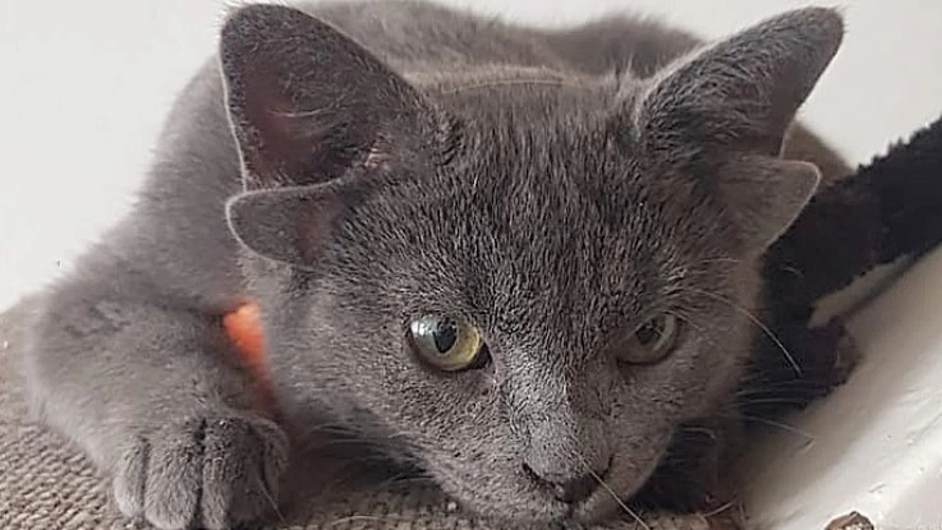 Midas, el gato con cuatro orejas que triunfa en Instagram