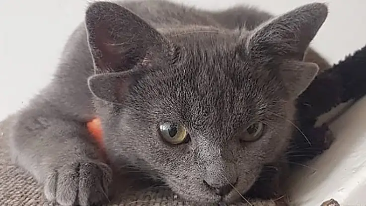Midas, el gato con cuatro orejas que triunfa en Instagram Midas, el gato con cuatro orejas que triunfa en Instagram