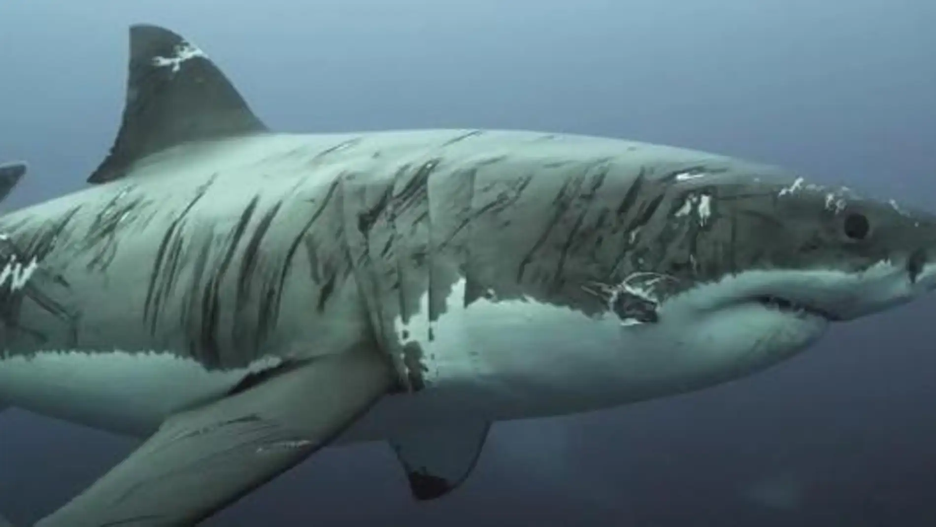 El impactante vídeo del tiburón blanco "más herido del mundo”