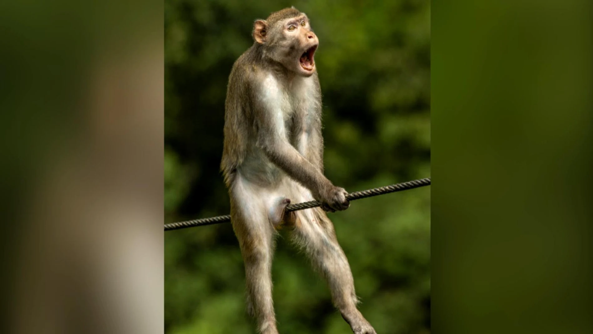 El mono incómodo y las otras imágenes ganadoras de las fotografías de  animales más divertidas de 2021