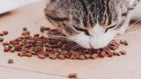 Gato comiendo pienso Gato comiendo pienso
