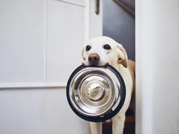 Pienso para mascotas Pienso para mascotas