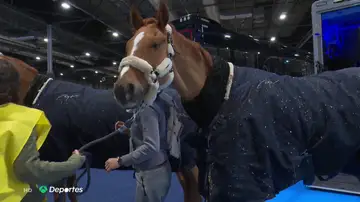 CABALLOS CABALLOS