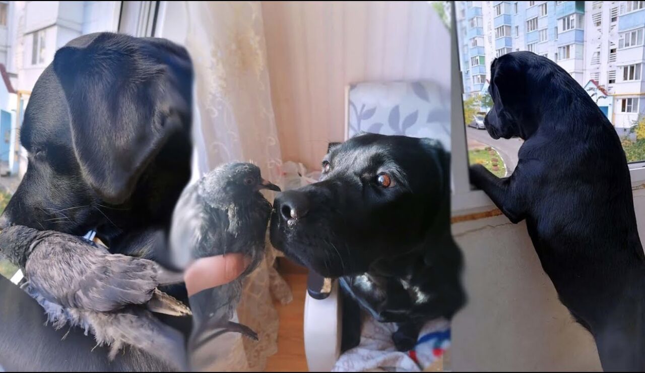 Un perro y un pájaro abrazándose
