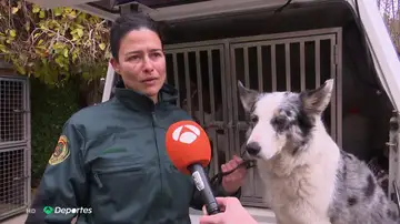 CANINOS CANINOS