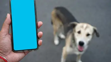 Inventan el 'perrófono', un dispositivo con el que las mascotas pueden llamar a sus dueños Inventan el 'perrófono', un dispositivo con el que las mascotas pueden llamar a sus dueños