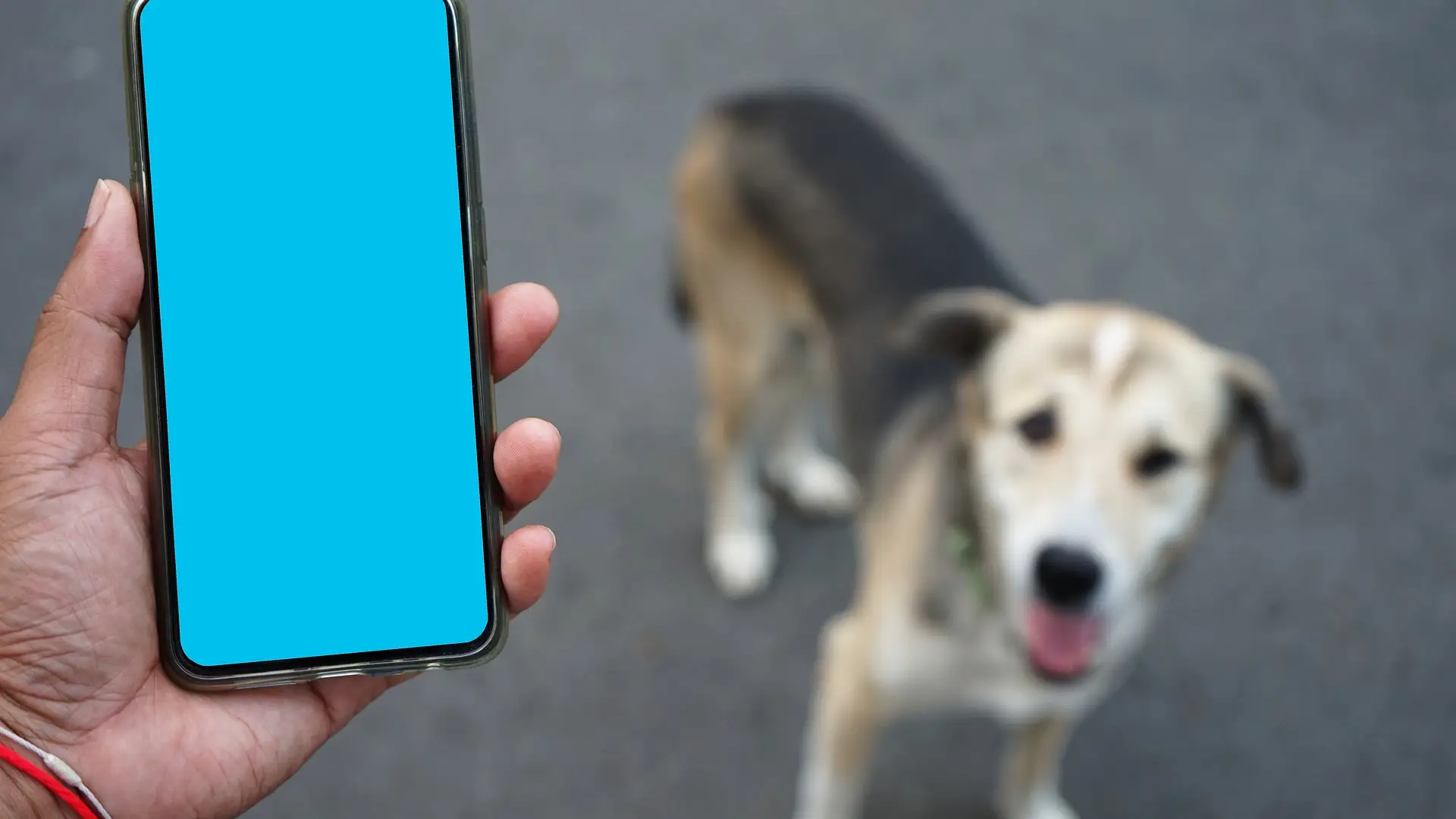 Inventan el 'perr&oacute;fono', un dispositivo con el que las mascotas pueden llamar a sus due&ntilde;os