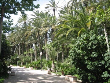 Palmeras en el Parque Municipal de Elche, Alicante. Efemérides de hoy 30 de noviembre de 2021. 