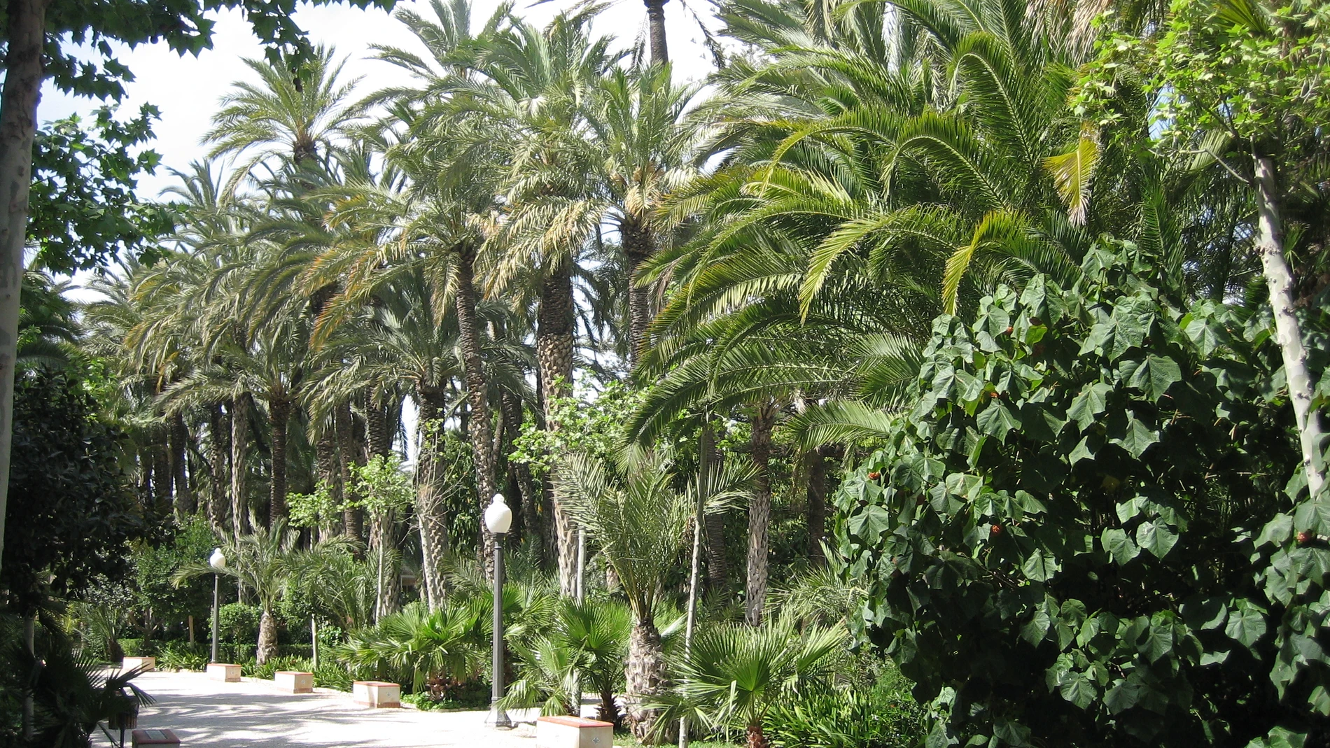 Palmeras en el Parque Municipal de Elche, Alicante. Efemérides de hoy 30 de noviembre de 2021. 