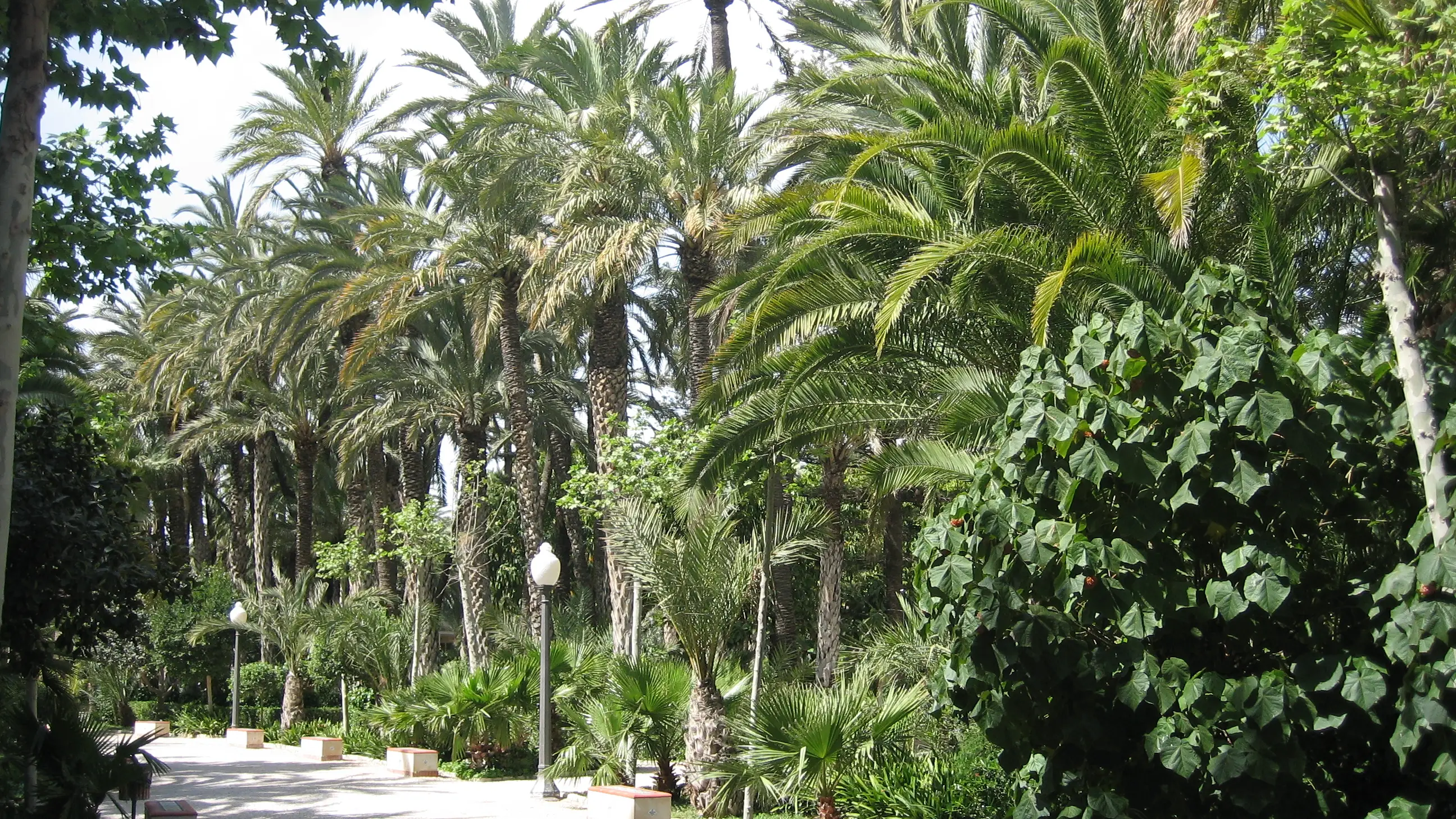 Palmeras en el Parque Municipal de Elche, Alicante. Efemérides de hoy 30 de noviembre de 2021. Palmeras en el Parque Municipal de Elche, Alicante. Efemérides de hoy 30 de noviembre de 2021.