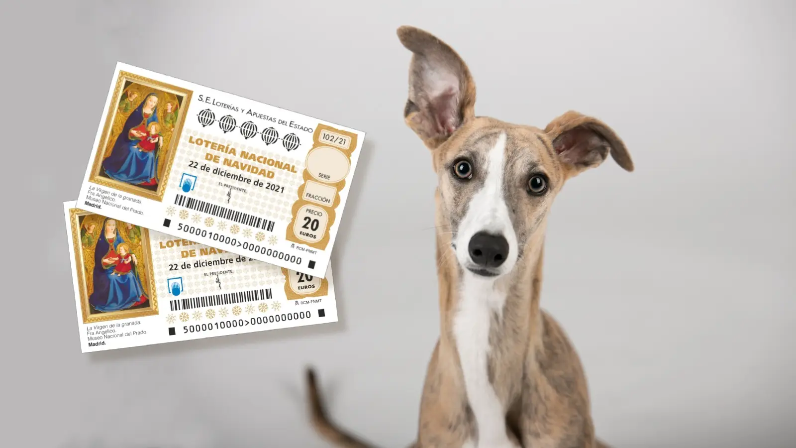 Los animales que han vaticinado la Lotería de Navidad Los animales que han vaticinado la Lotería de Navidad