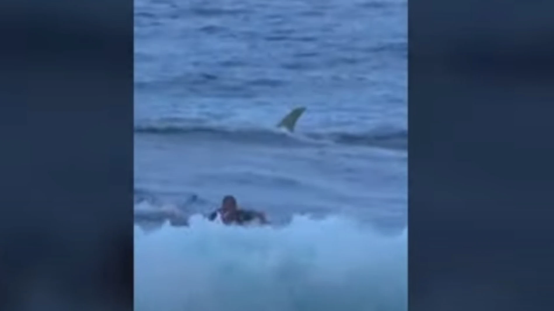 Un tiburón nada detrás de un surfista en una playa de Puerto Rico