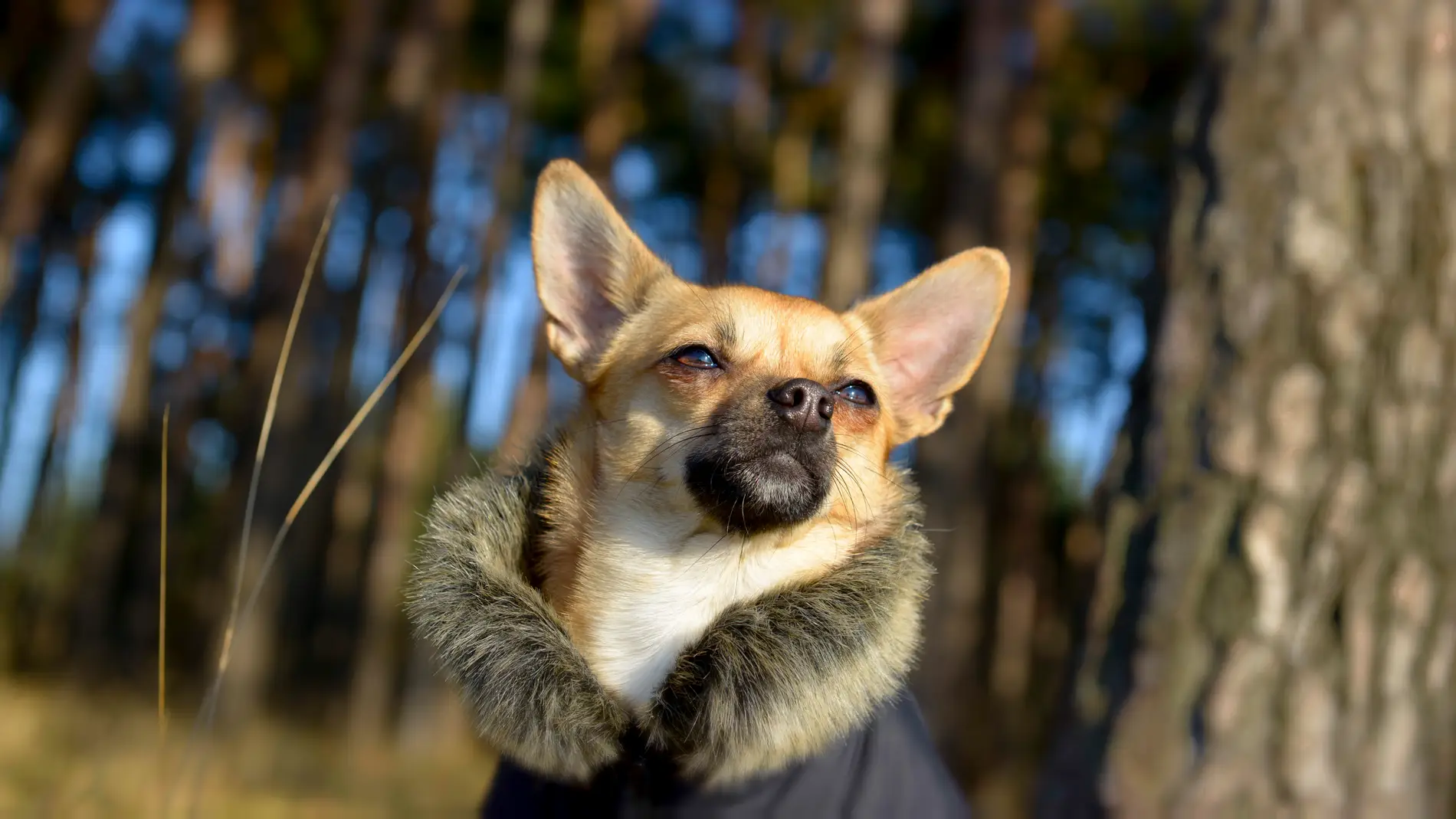 ¿Tu perro viste de Zara?