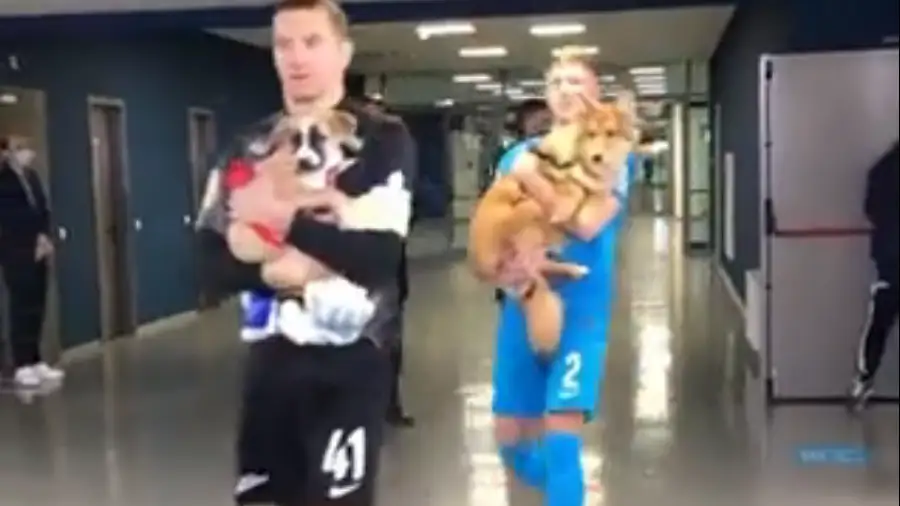 Los jugadores del Zenit saltan al campo con perros para apoyar la adopción de caninos Los jugadores del Zenit saltan al campo con perros para apoyar la adopción de caninos