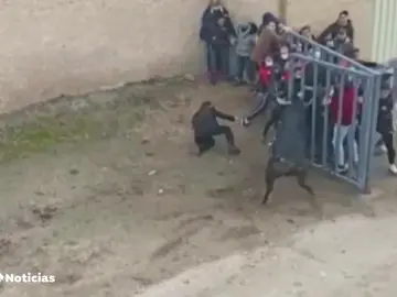 Un toro se escapa y provoca el pánico en el encierro de Pollos, Valladolid Un toro se escapa y provoca el pánico en el encierro de Pollos, Valladolid