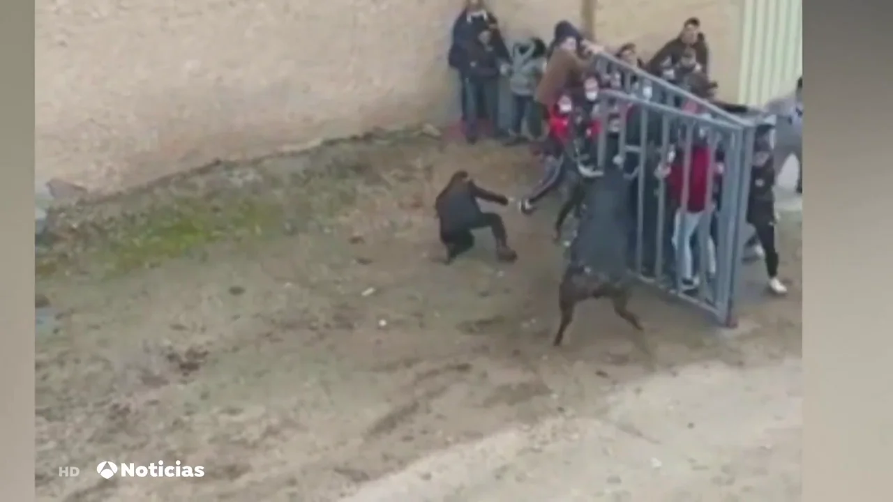 Un toro se escapa y provoca el pánico en el encierro de Pollos, Valladolid Un toro se escapa y provoca el pánico en el encierro de Pollos, Valladolid