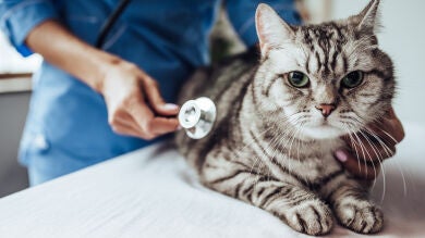 Señales de alerta para llevar a tu mascota a urgencias 
