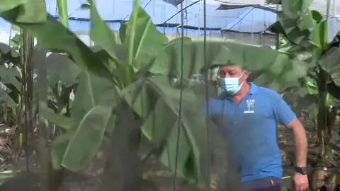 Palmeros de La Palma Palmeros de La Palma