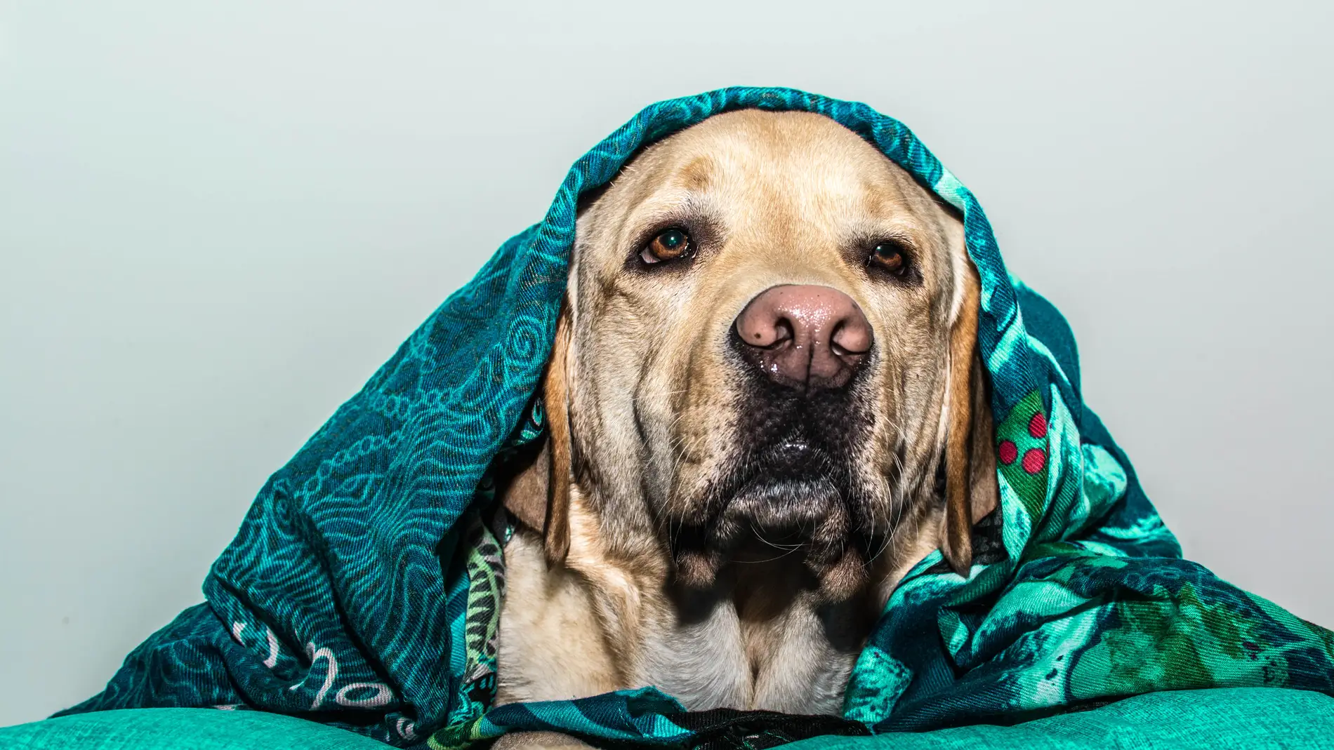 Mascotas: Así les afecta el frío invierno