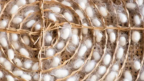 La seda es uno de los tejidos más lujosos. La seda es uno de los tejidos más lujosos.