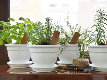 La planta que se cuida sola y además es una bomba de oxígeno La planta que se cuida sola y además es una bomba de oxígeno