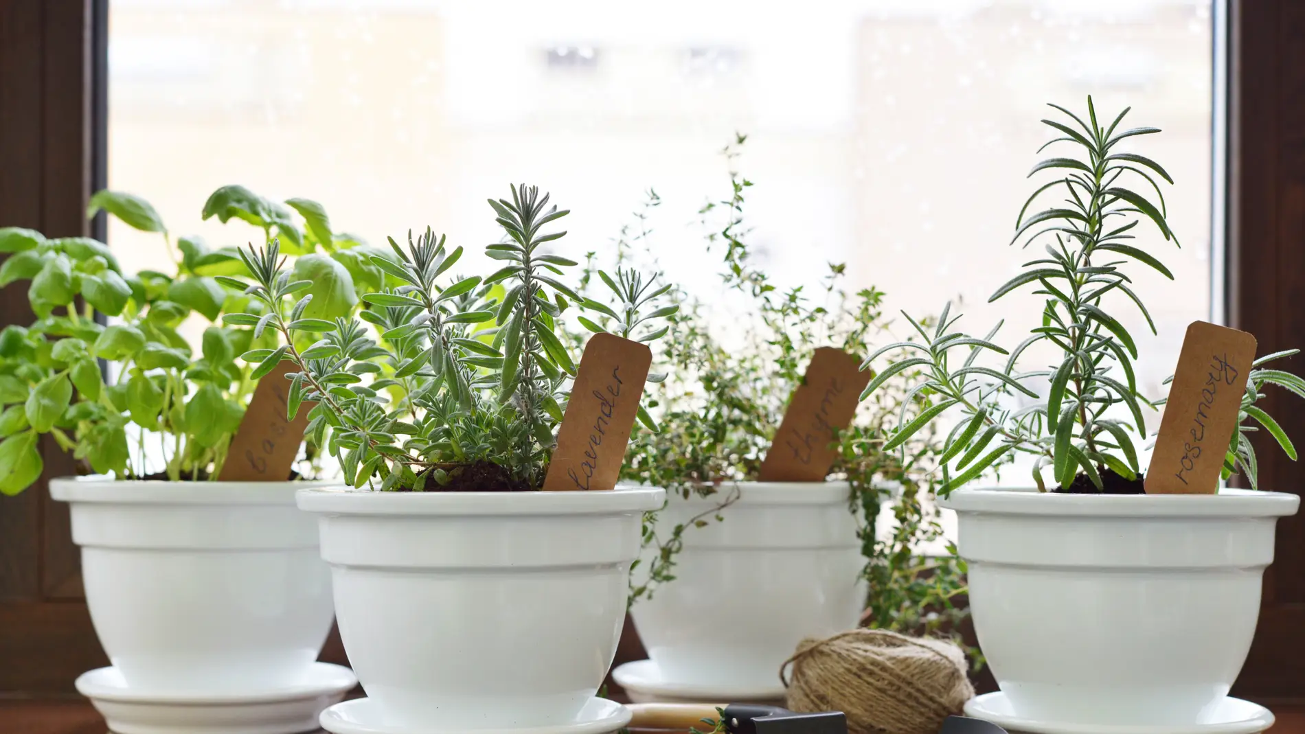 La planta que se cuida sola y además es una bomba de oxígeno