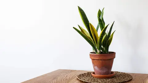 La Sansivieria es una de las plantas más resistenes que existen. La Sansivieria es una de las plantas más resistenes que existen.