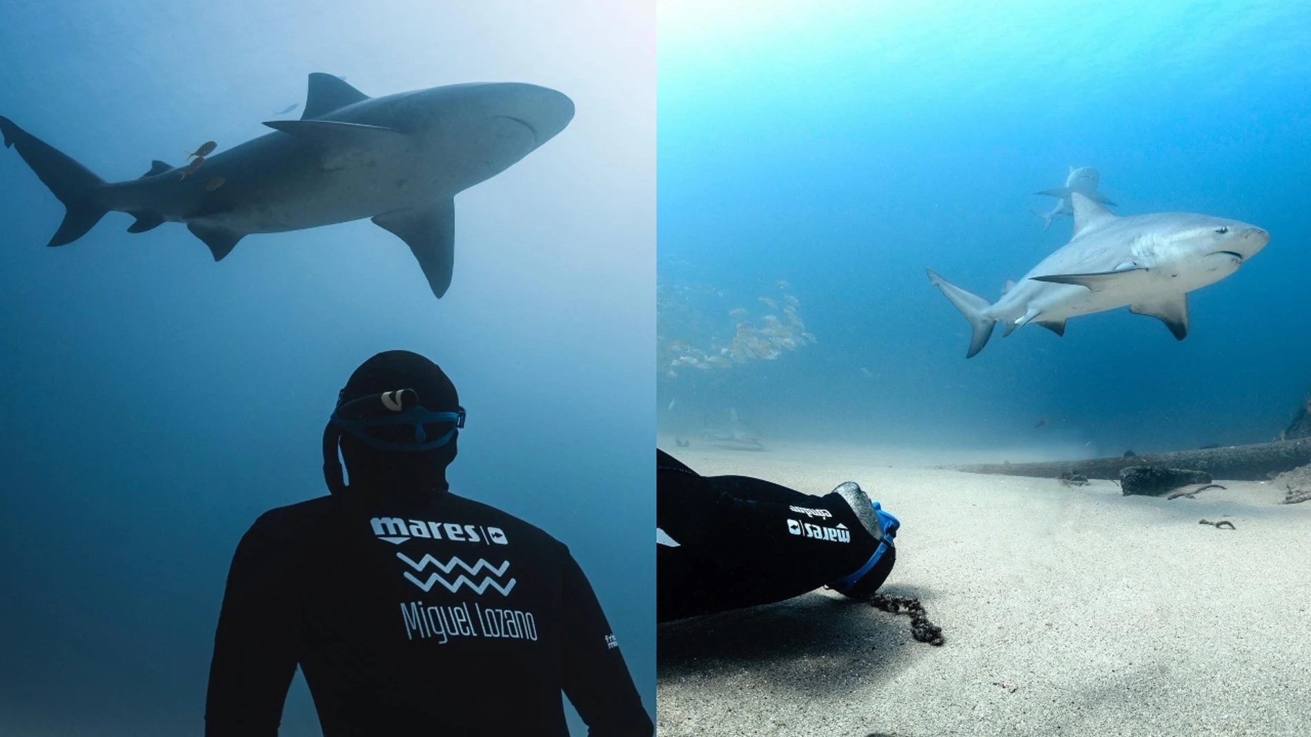 El apneista Miguel Lozano bucea entre tiburones para romper con el mito de su peligrosidad
