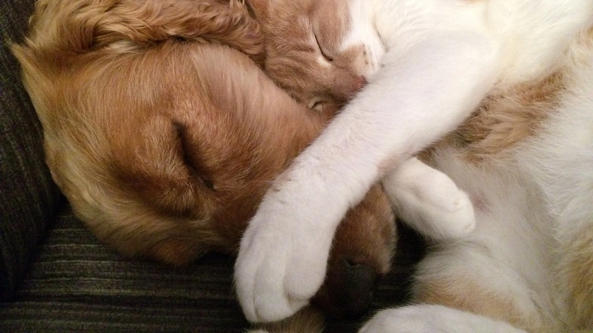 Los perros y los gatos pasarán a tener DNI Los perros y los gatos pasarán a tener DNI