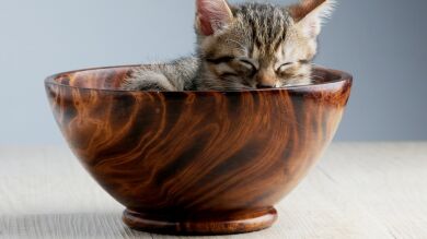 Cómo saber si tu gato es un psicópata