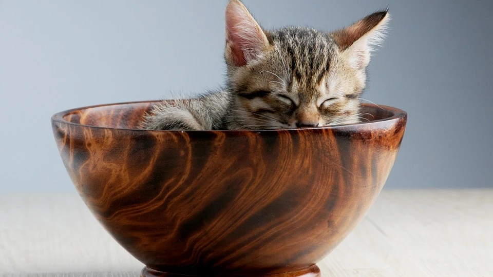 Gato Gato
