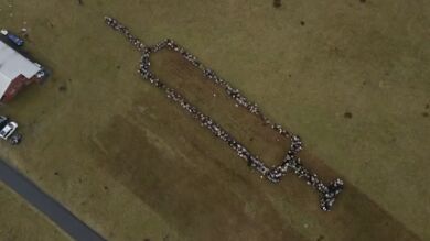¿Ovejas contra antivacunas?: 700 rumiantes crean una espectacular jeringuilla para animar a la vacunación en Alemania