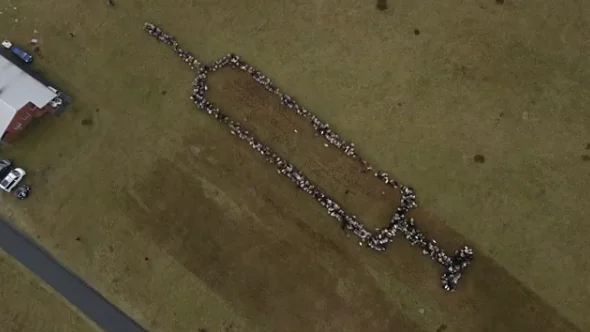 ¿Ovejas contra antivacunas?: 700 rumiantes crean una espectacular jeringuilla para animar a la vacunación en Alemania ¿Ovejas contra antivacunas?: 700 rumiantes crean una espectacular jeringuilla para animar a la vacunación en Alemania