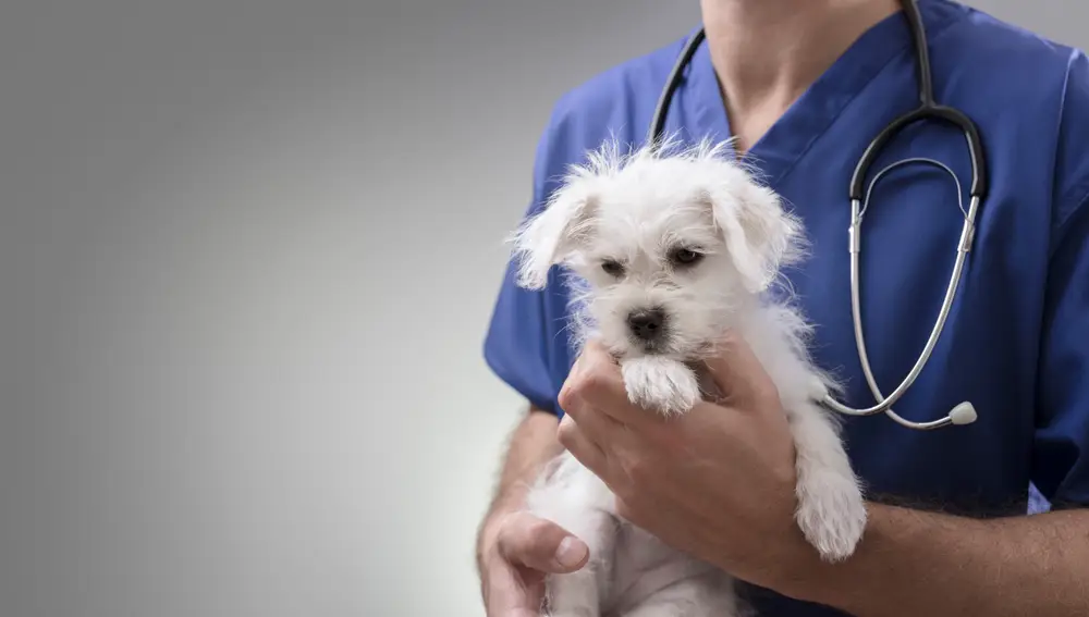 Cachorro en brazos del veterinario.