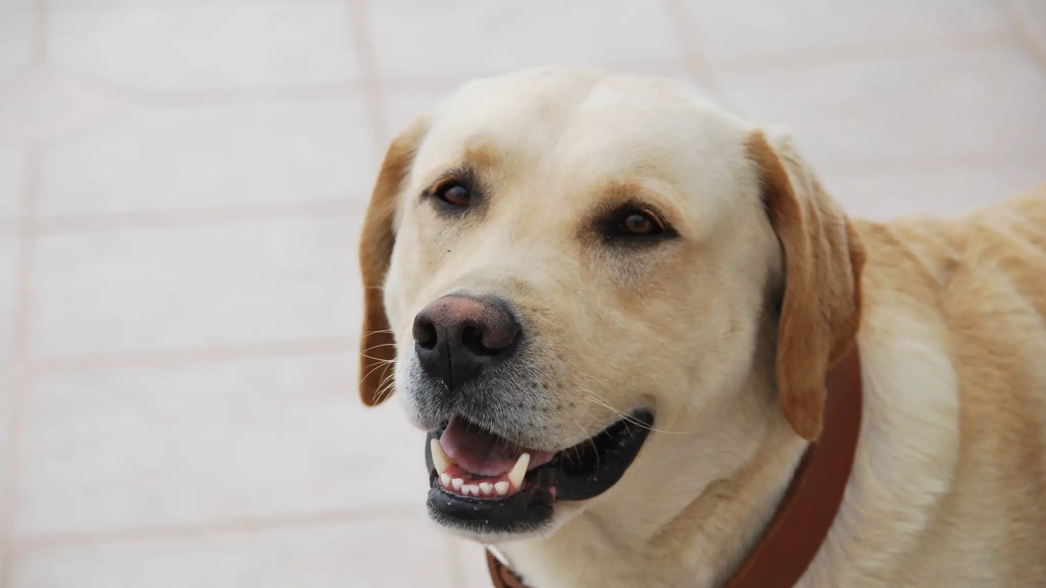 Harvey, el labrador que "olfateó" a su dueña un cáncer de pecho Harvey, el labrador que "olfateó" a su dueña un cáncer de pecho