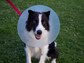 Perro operado Perro operado